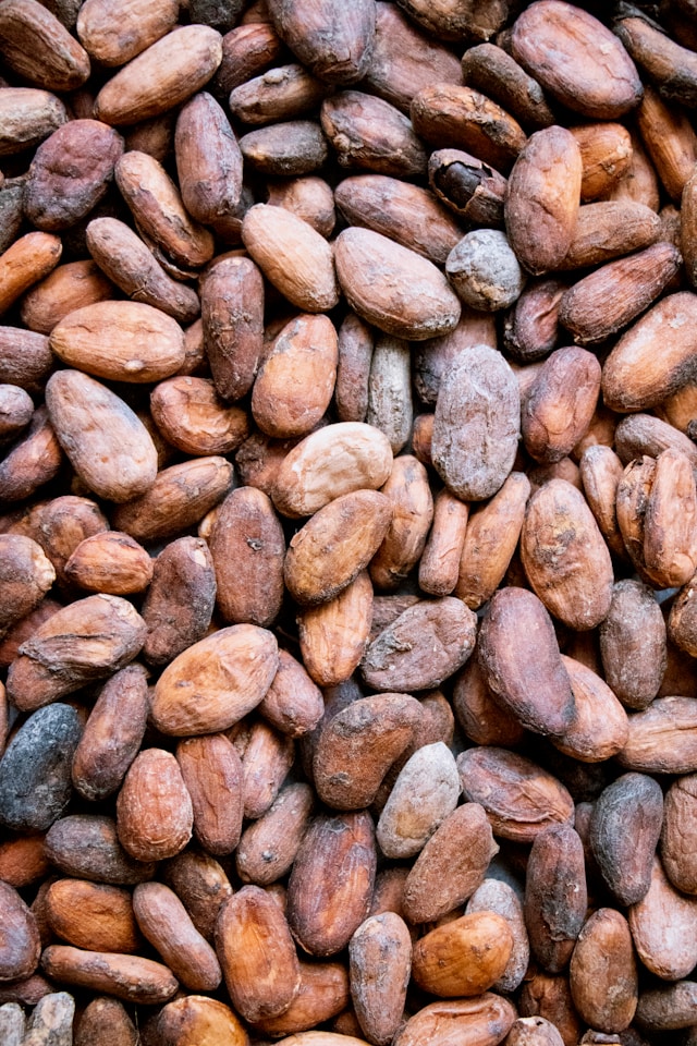 Export-grade fermented cacao beans from Sulawesi