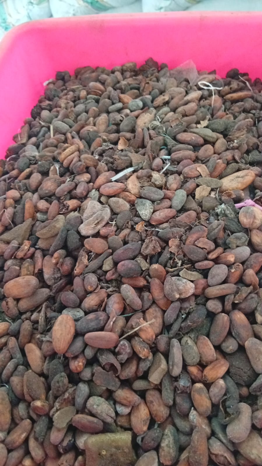 Fermented cacao beans drying at a Sulawesi farm