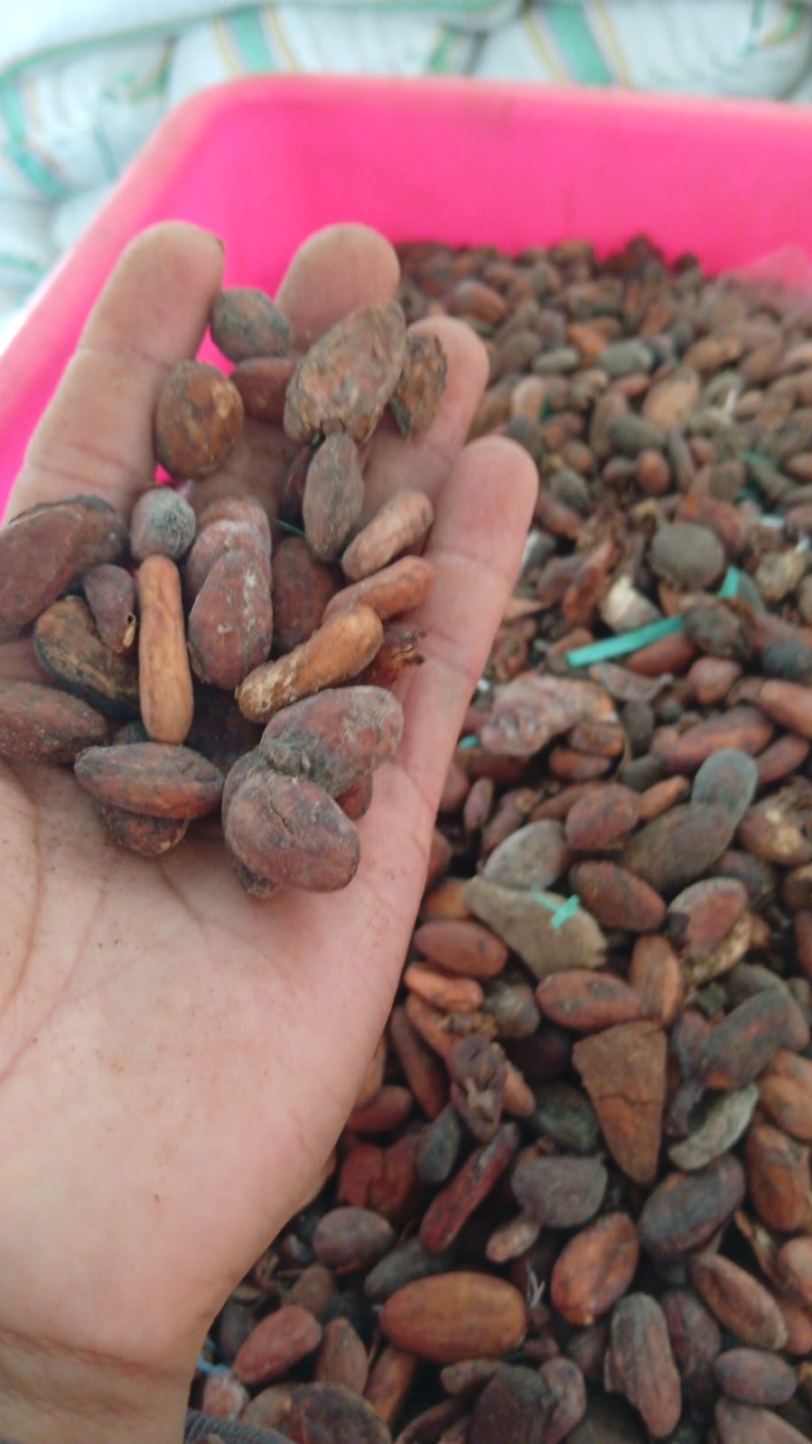 Sorted cacao beans prepared for export shipment
