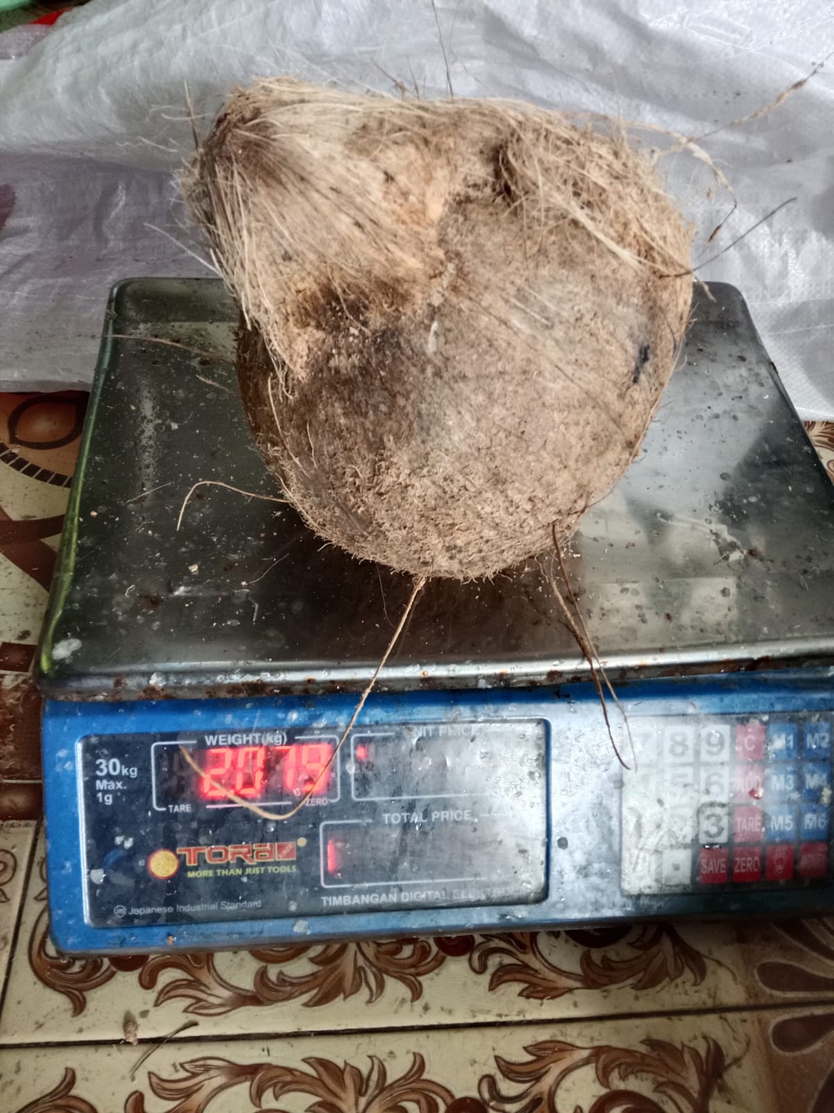 Coconut harvest at a Sulawesi coastal grove