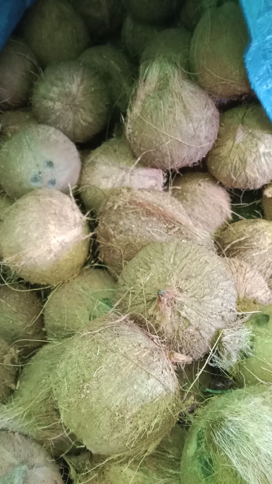 Fresh coconuts sorted at farm-gate collection