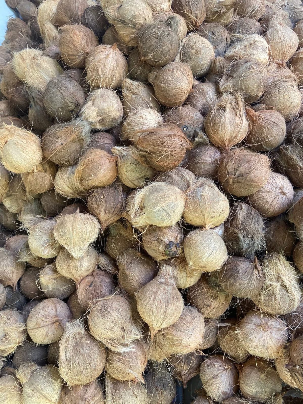 Coconut lot prepared for international shipment