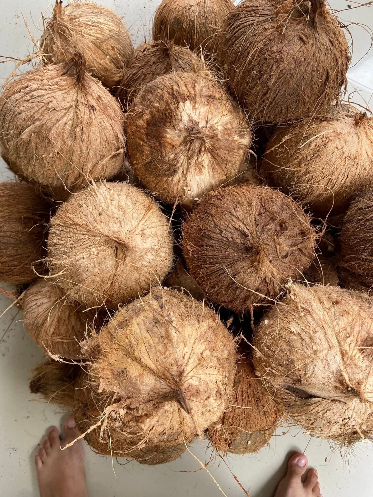 Export-grade coconuts graded for international buyers