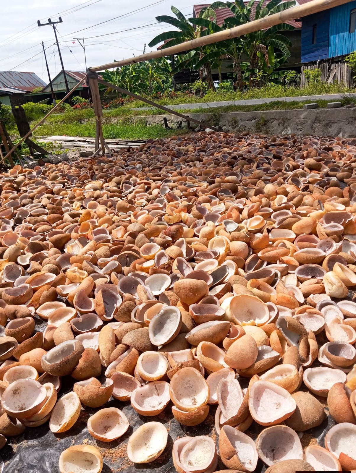 Coconut batch inspected at farm-gate collection point