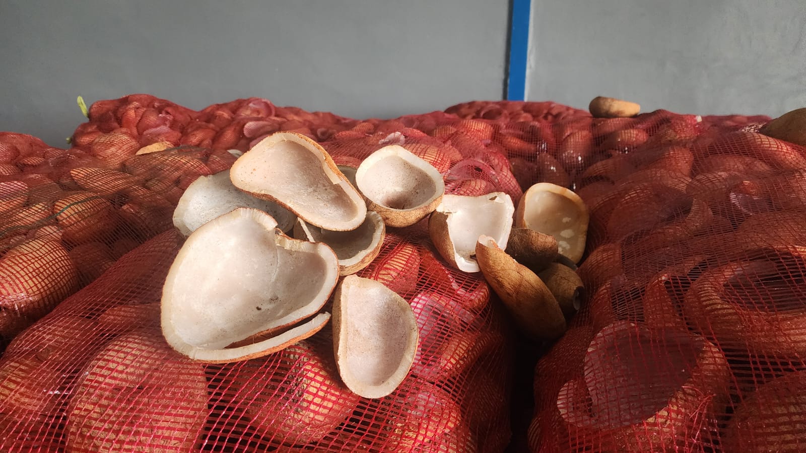 Fresh coconuts from Sulawesi coastal farms