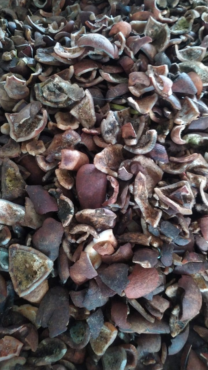 Sun-dried copra from Sulawesi, ready for international export