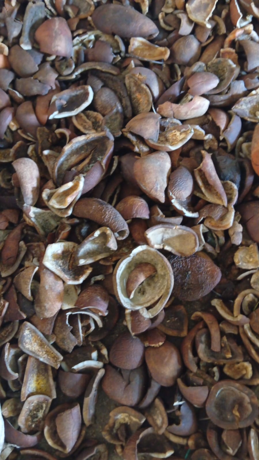 Processed copra pieces graded for industrial oil extraction